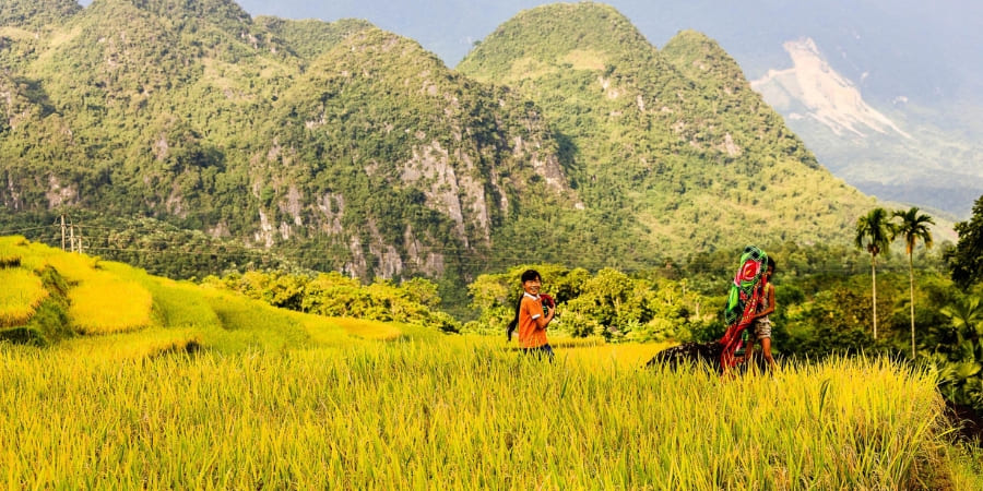Landscape of ripe rice fields in Pu Luong